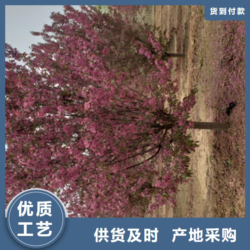 法桐黄金槐产品优良
