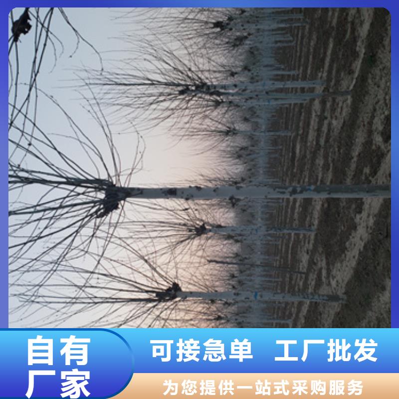 法桐截杆发帽采购