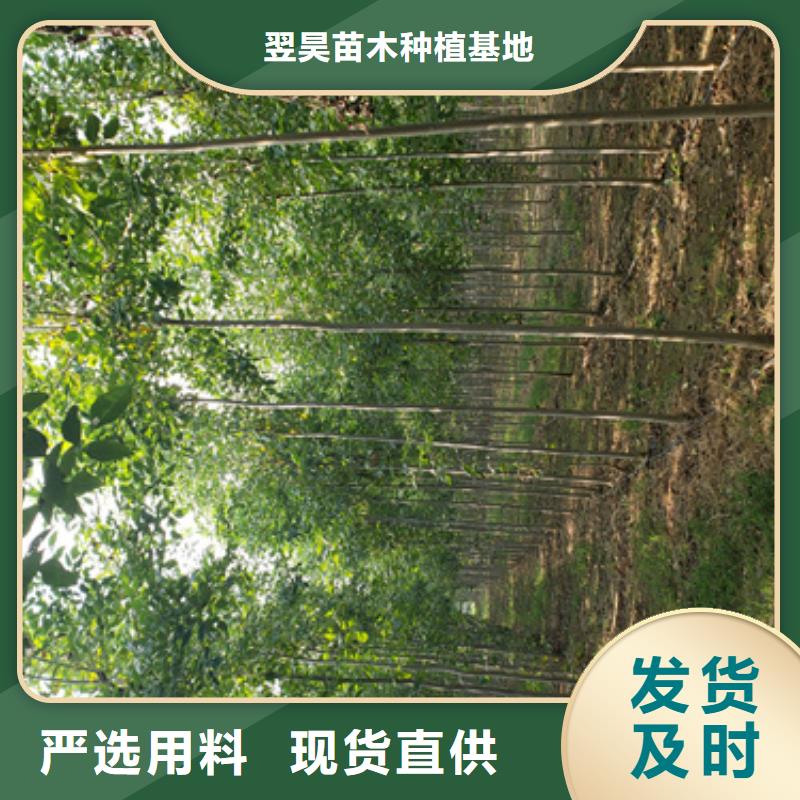 法桐-秋紫白蜡自营品质有保障