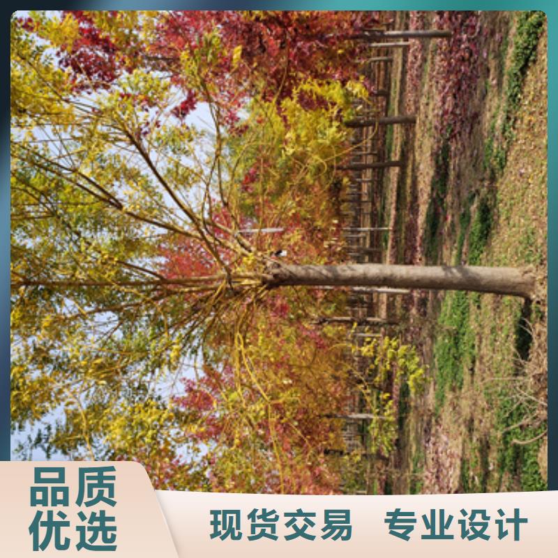 法桐五角枫质量无忧