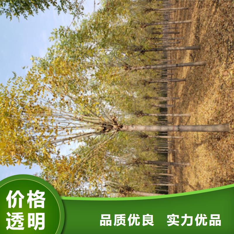 法桐_美国红枫品质保证