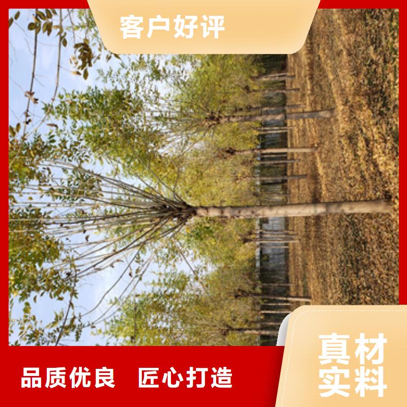 法桐【五角枫】品质保证实力见证