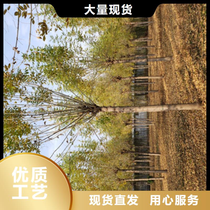 法桐金叶白蜡常年出售