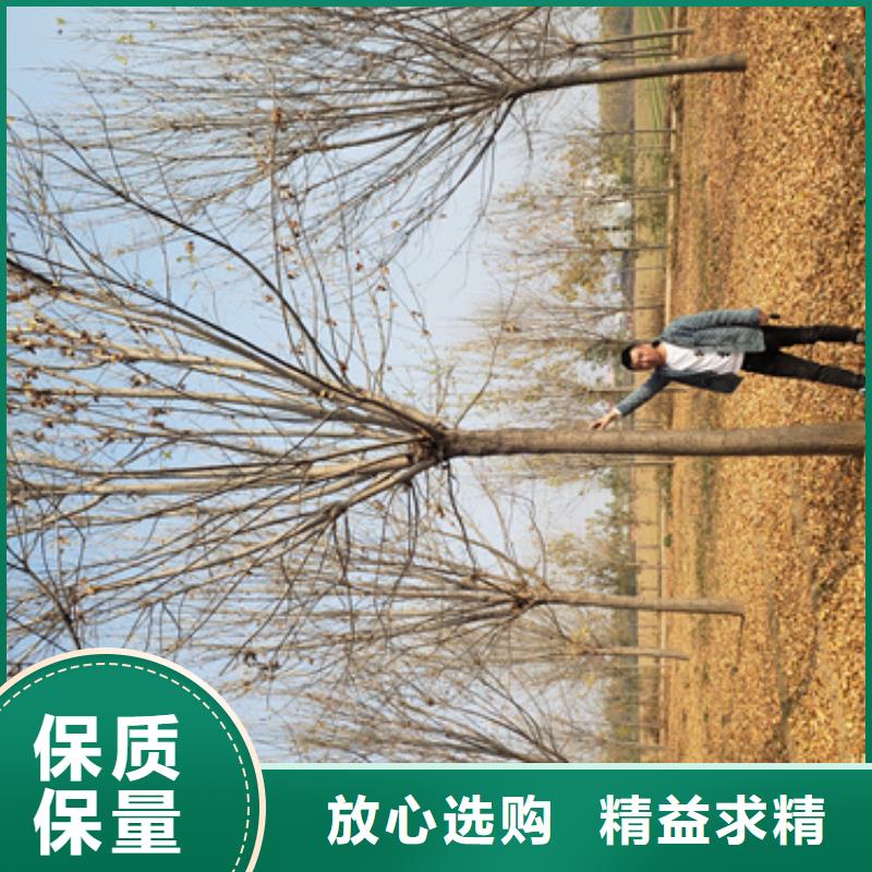 【法桐】黄金槐服务至上