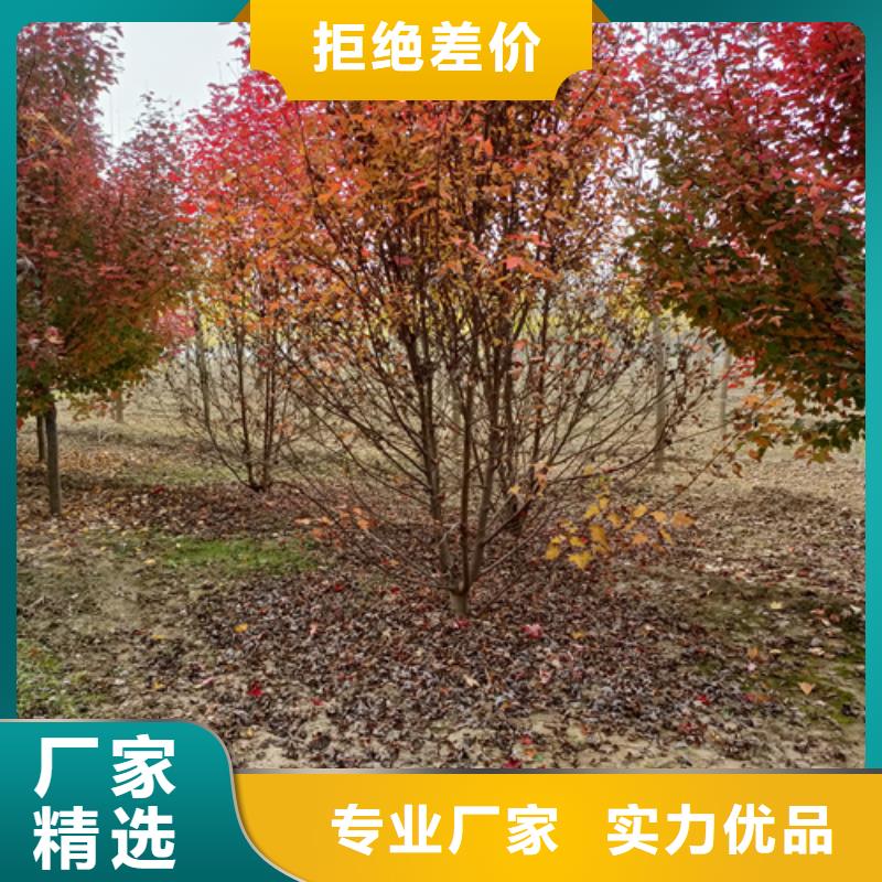 法桐型号齐全