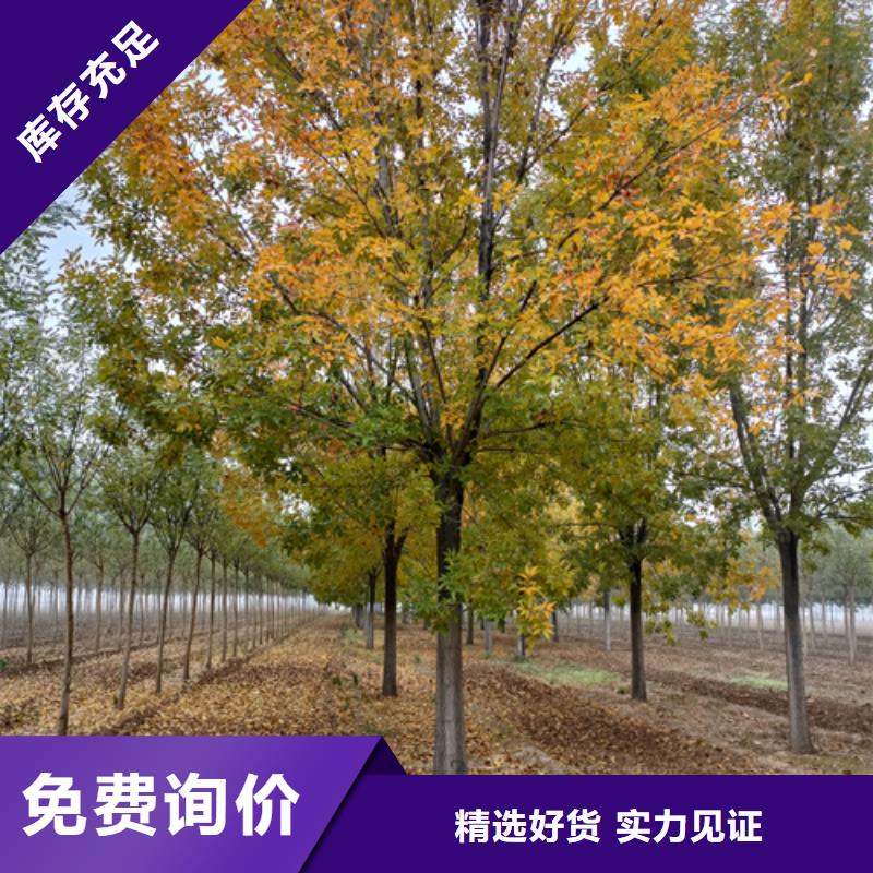 法桐金叶白蜡好产品放心购