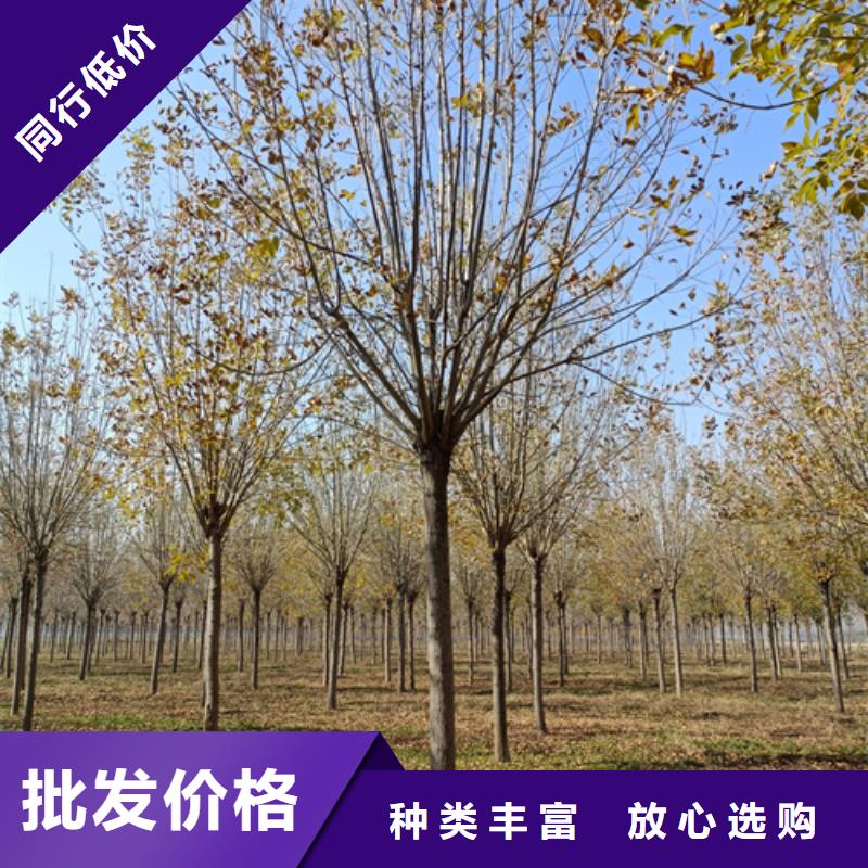 法桐,【垂丝海棠】种类丰富