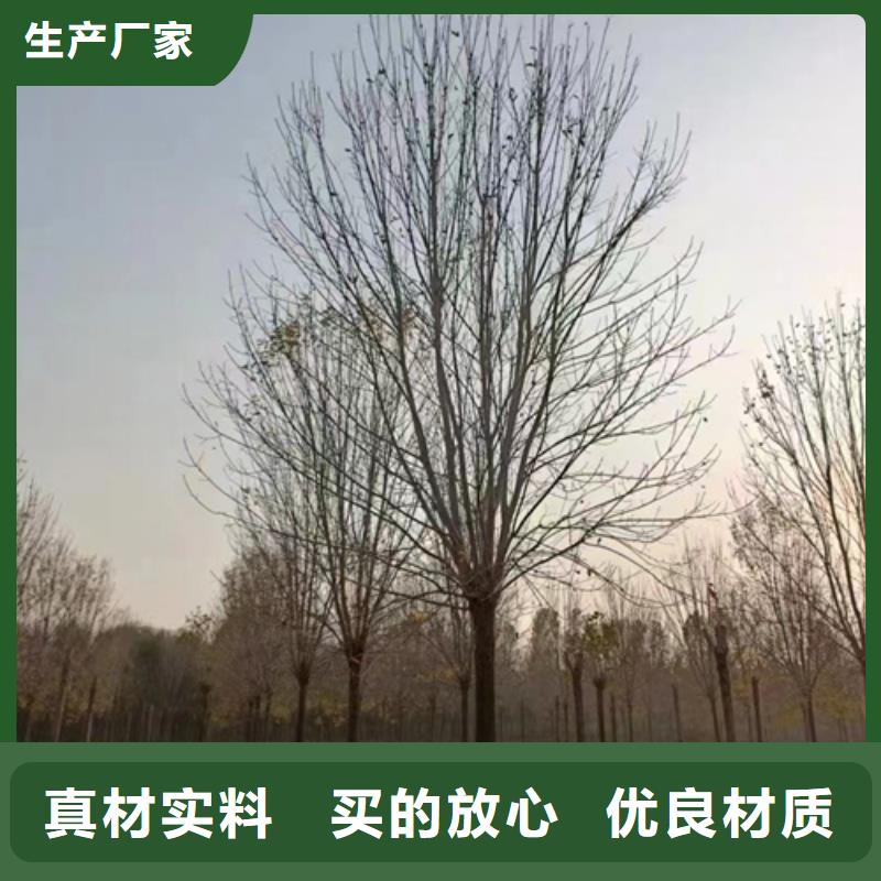 法桐-秋紫白蜡自营品质有保障