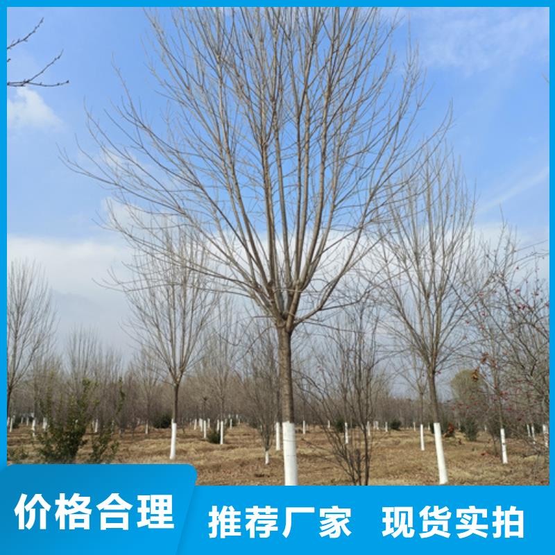 【法桐】白蜡符合标准