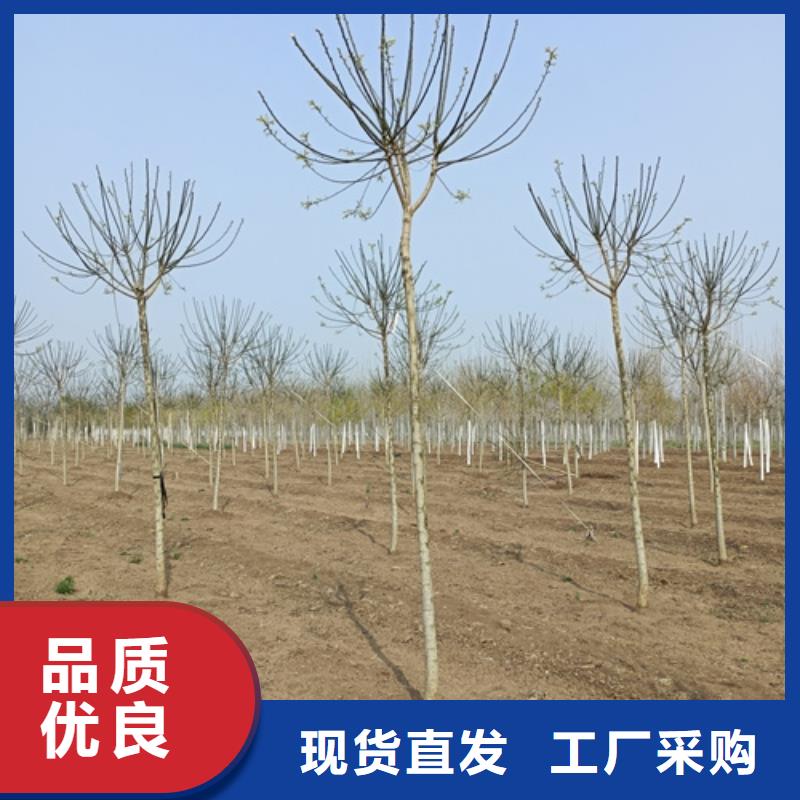 法桐,【垂丝海棠】种类丰富