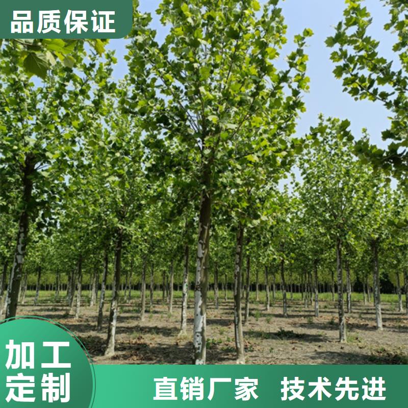 法桐白蜡诚信厂家