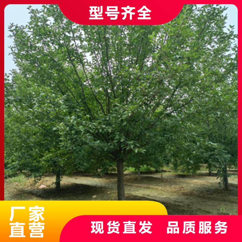 【法桐黄金槐实体厂家支持定制】