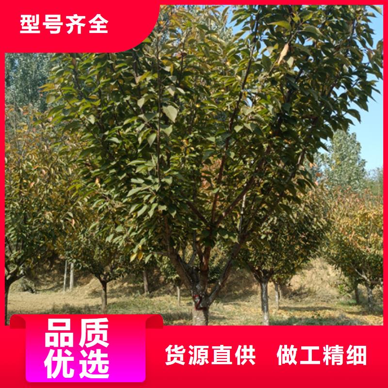 法桐国槐拒绝中间商