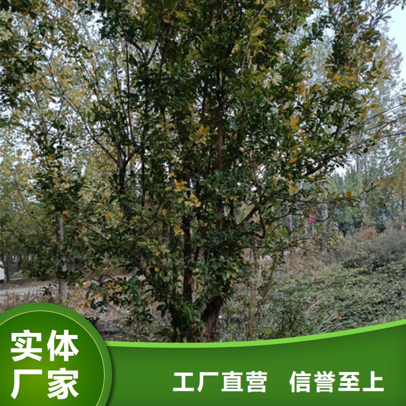【法桐】白蜡符合标准