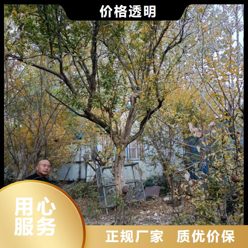 法桐黄金槐定金锁价