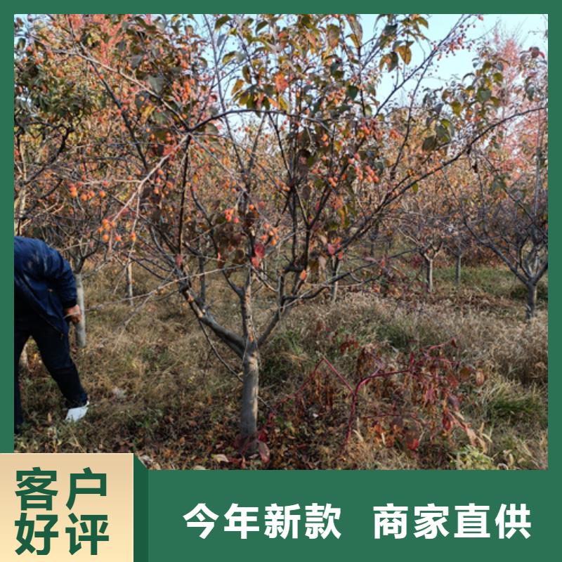 法桐,黄金槐好产品好服务