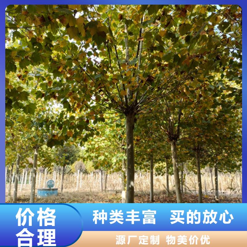 法桐,金叶白蜡供应采购
