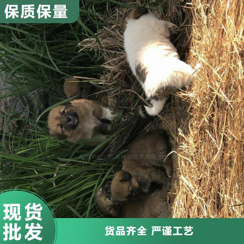 【无醇燃料植物燃油质检严格】