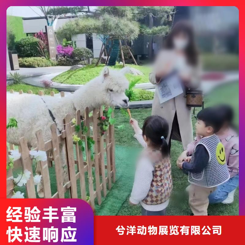 【马戏团/羊驼企鹅租赁服务至上】