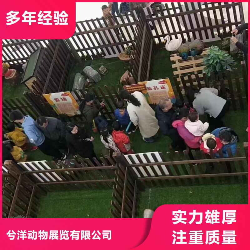 马戏团/羊驼,鹦鹉表演诚实守信