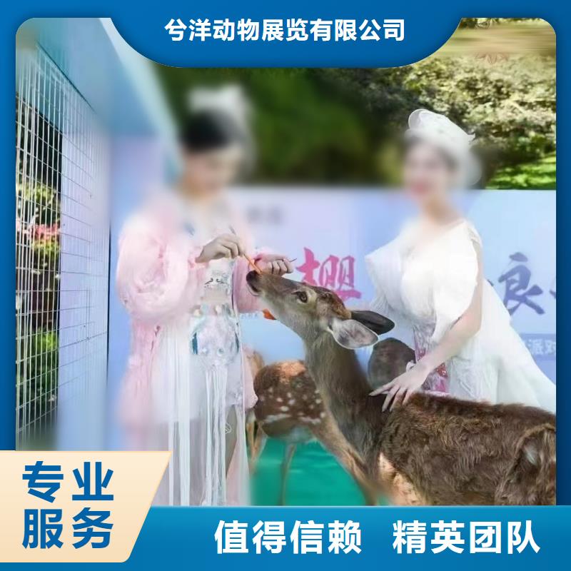 【马戏团/羊驼】海狮表演出租欢迎询价