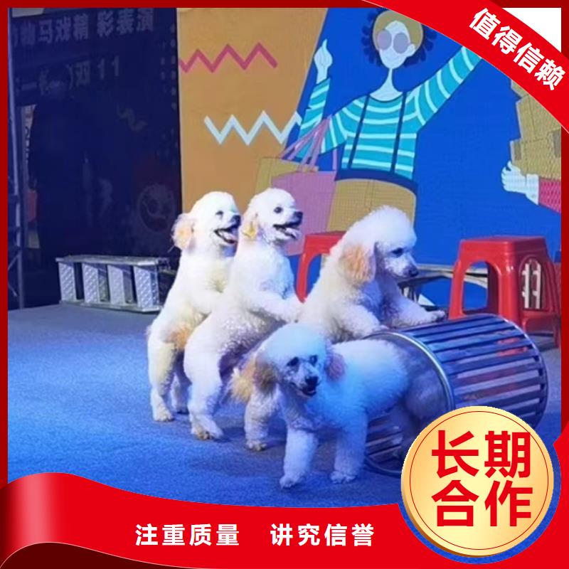 【马戏团/羊驼表演动物出租品质保证】