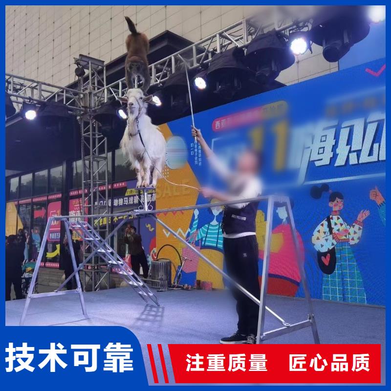 【马戏团/羊驼海狮表演出租一对一服务】