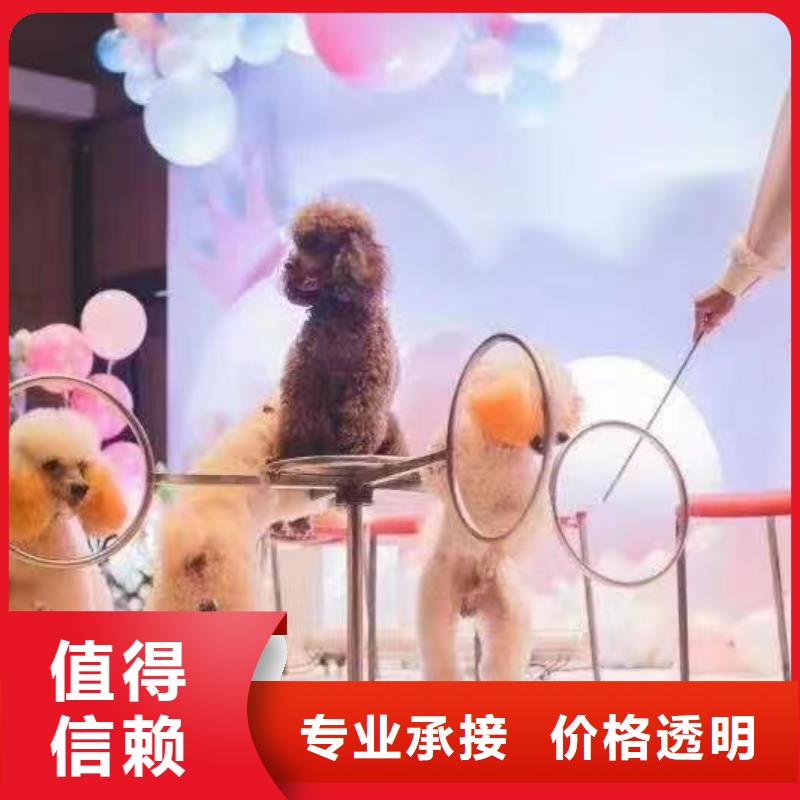 马戏团/羊驼草泥马羊驼租赁价格美丽
