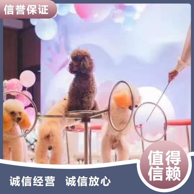 马戏团/羊驼【羊驼出租】品质好