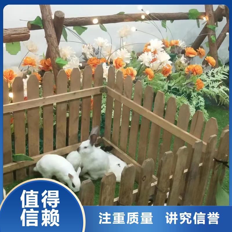 马戏团/羊驼出租动物表演专业团队
