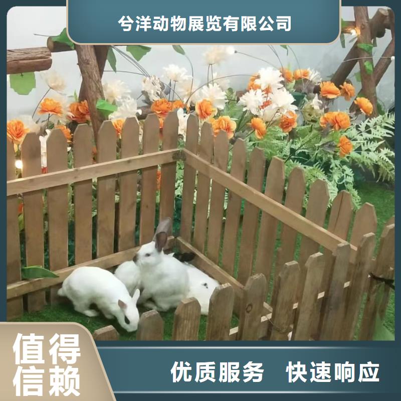 马戏团/羊驼马戏团表演效果满意为止