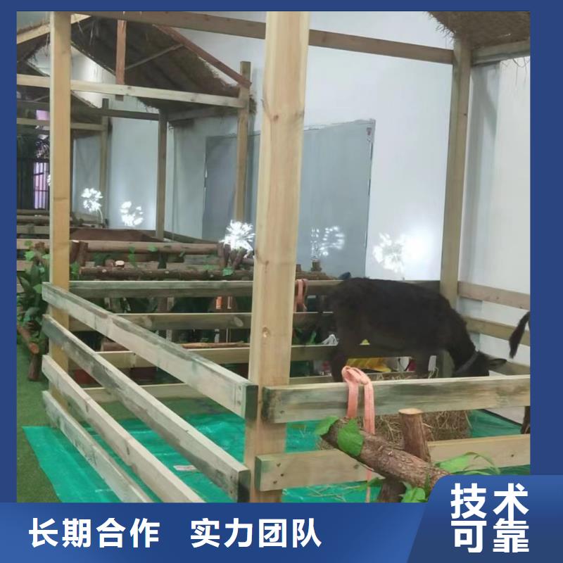 马戏团/羊驼动物杂技表演租赁案例丰富