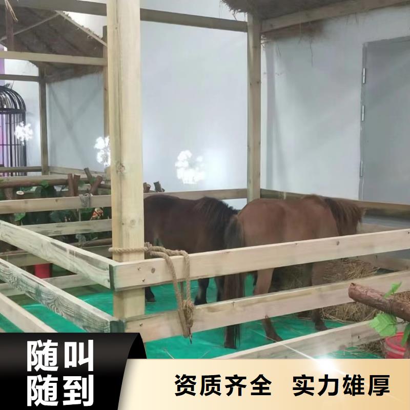 马戏团/羊驼草泥马羊驼租赁价格美丽