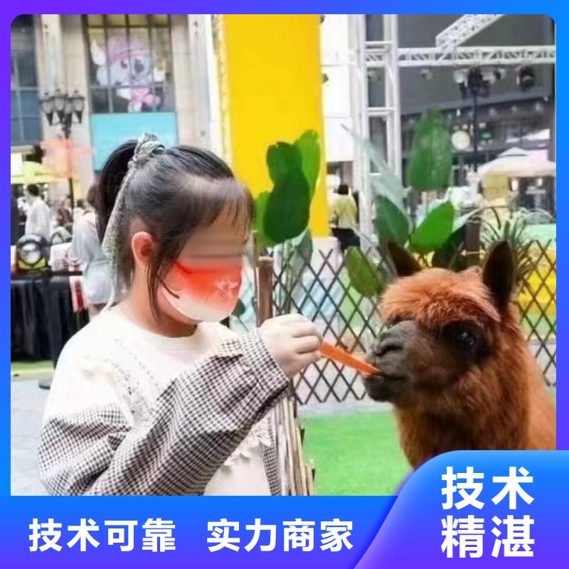 【马戏团/羊驼羊驼出租比同行便宜】