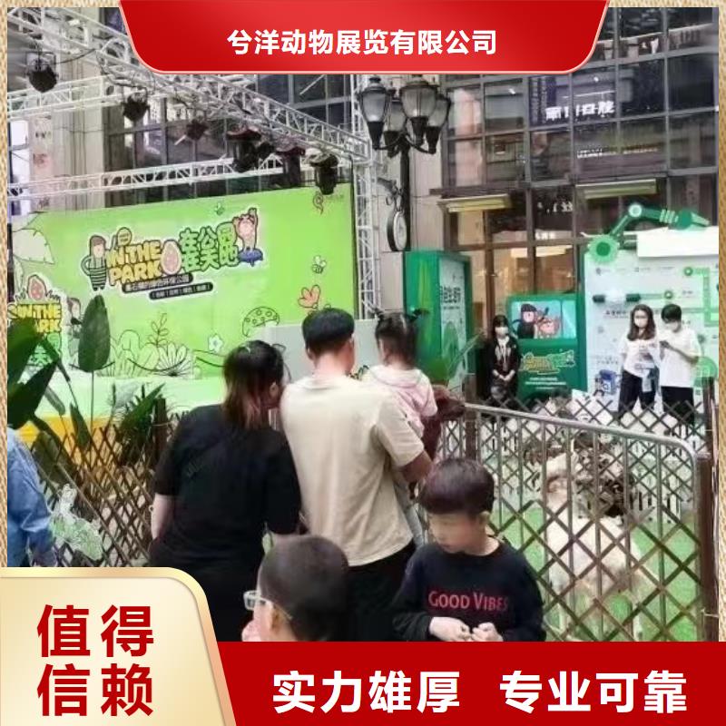 马戏团/羊驼【马戏团表演出租租赁】公司