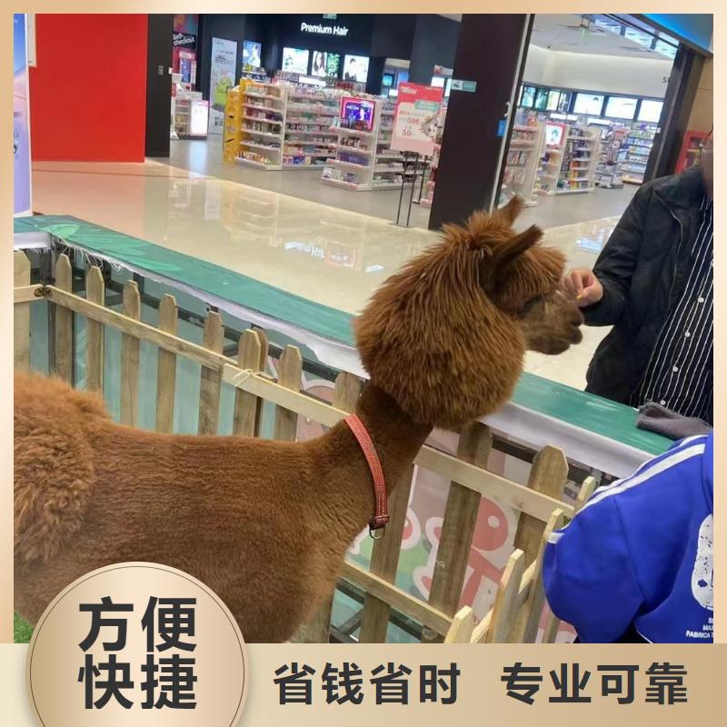 马戏团/羊驼海狮表演出租方便快捷