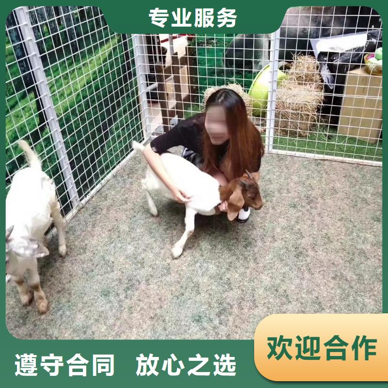 马戏团/羊驼海洋展租赁价格低于同行