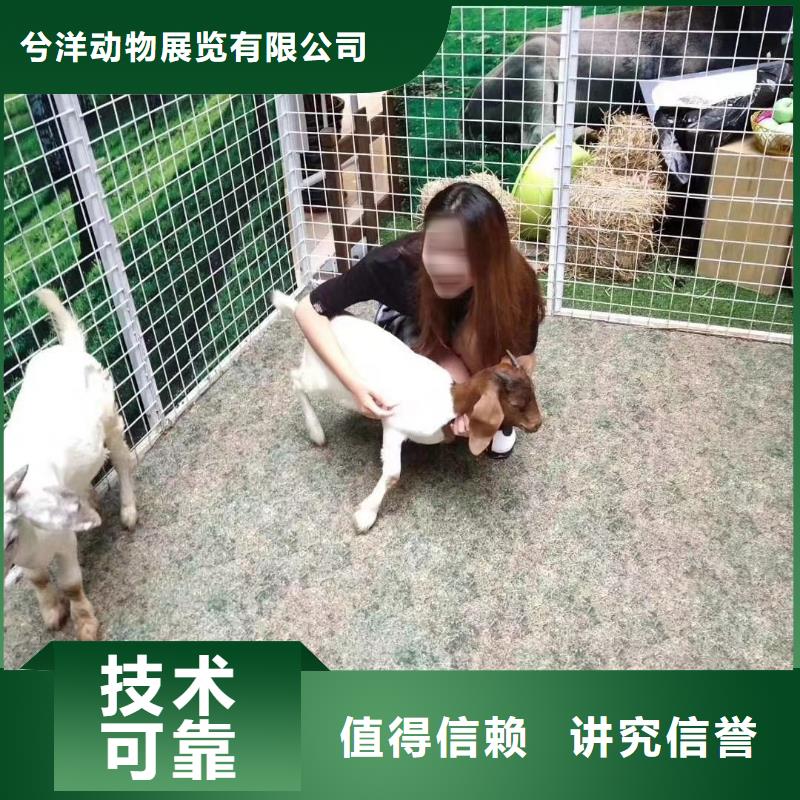 马戏团/羊驼企鹅出租表演快速响应