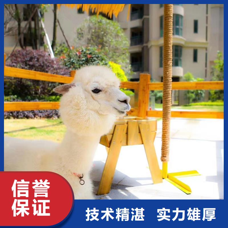 【马戏团/羊驼-羊驼出租欢迎询价】