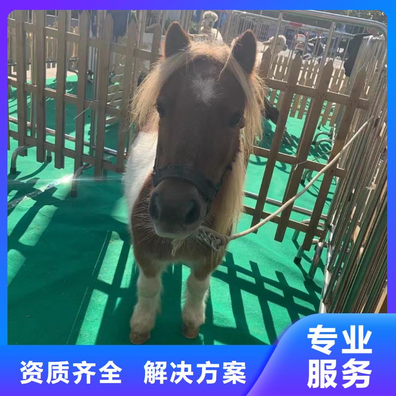 马戏团/羊驼海狮表演出租方便快捷