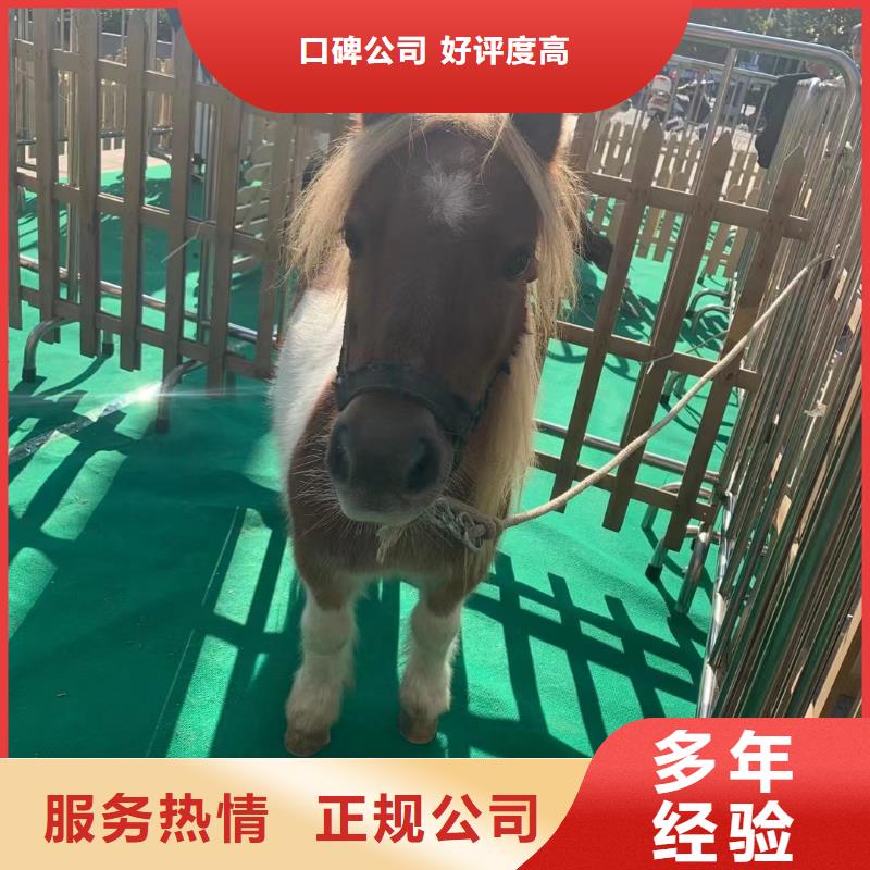 马戏团/羊驼海洋展租赁价格低于同行