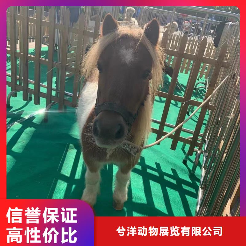 马戏团/羊驼-【马戏团表演出租租赁】实力强有保证
