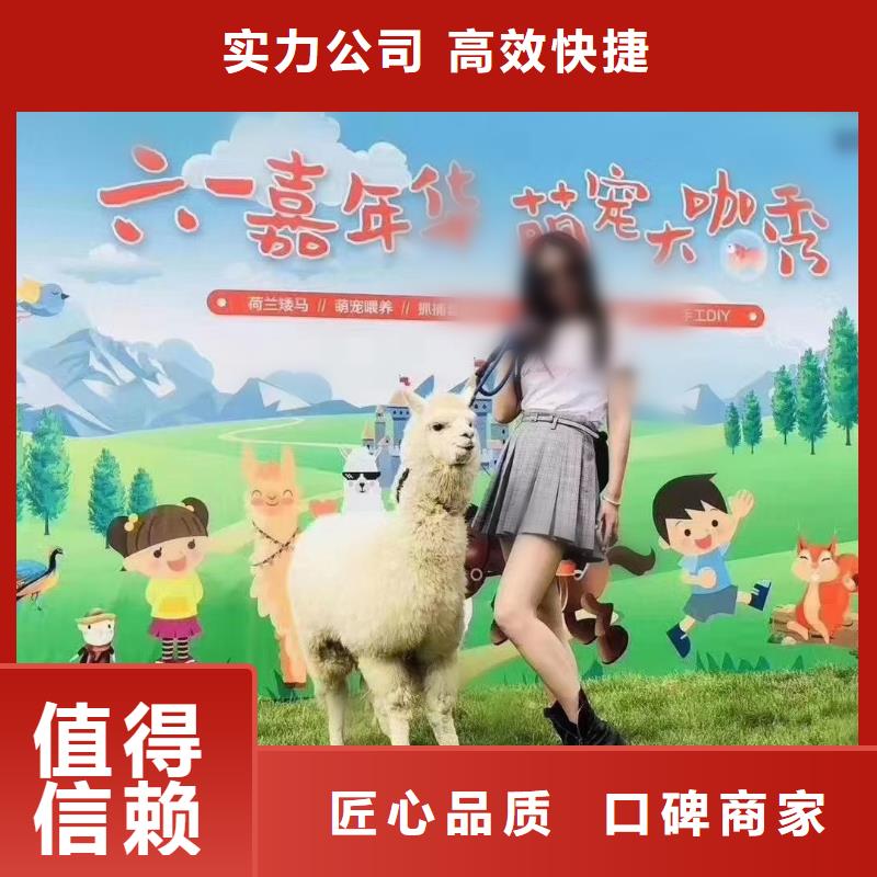 马戏团/羊驼-马戏团表演专业公司