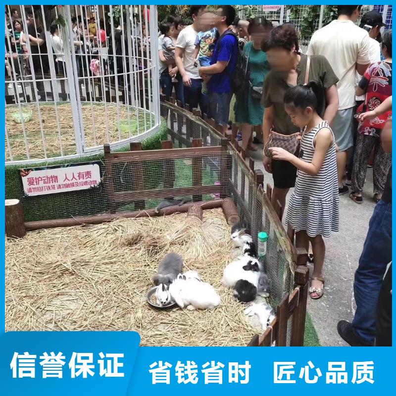 马戏团/羊驼马戏团出租一站式服务