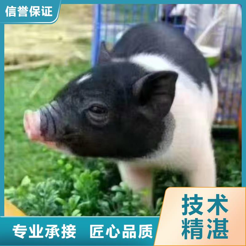 【马戏团/羊驼】【海狮表演租赁】服务周到