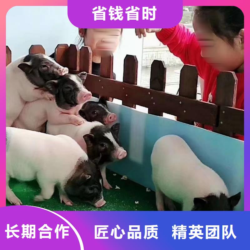 【马戏团/羊驼动物表演出租诚信】