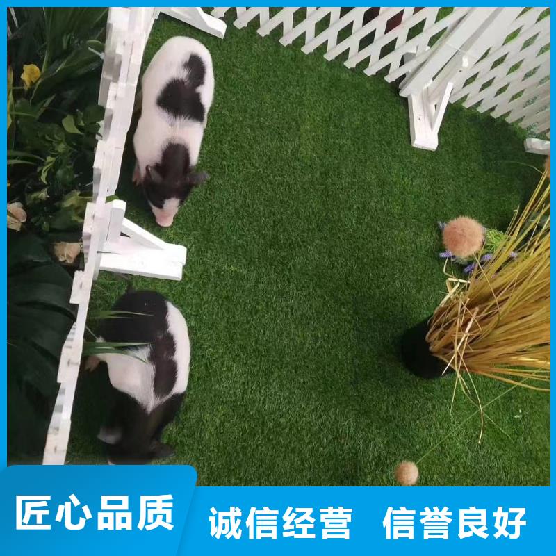 马戏团/羊驼-小马戏表演出租技术成熟