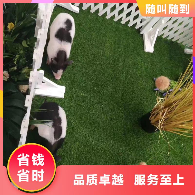 马戏团/羊驼海洋展租赁价格低于同行