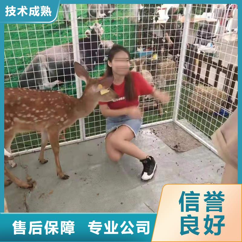 马戏团/羊驼-【动物展览秀】技术好