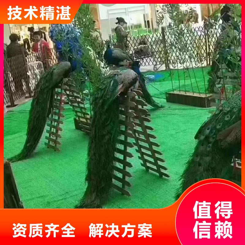 马戏团/羊驼海洋展租赁收费合理